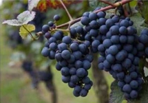 Выполним дипломную работу (вкр) по плодоовощеводству и виноградарству